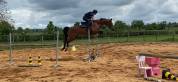 Cheval Jument Selle Fran&ccedil;ais