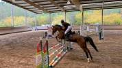 Cheval Jument Selle Fran&ccedil;ais