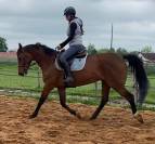 Cheval Jument Selle Fran&ccedil;ais