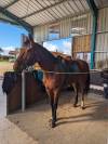 Cheval Jument Selle Fran&ccedil;ais