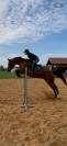 Cheval Jument Selle Fran&ccedil;ais