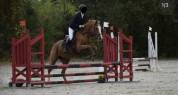 Jument polyvalente 18 ans 