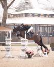 Poney &agrave; vendre ‼️