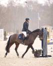 Poney &agrave; vendre ‼️