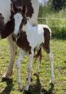 Foal pie SF par Quel homme de hus 
