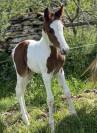 Foal pie SF par Quel homme de hus 
