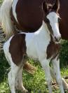 Foal pie SF par Quel homme de hus 