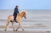 Cheval hongre 6 ans 1m58 polyvalent 