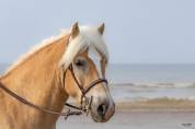 Cheval hongre 6 ans 1m58 polyvalent 