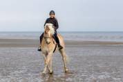 Cheval hongre 6 ans 1m58 polyvalent 