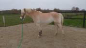Cheval hongre 6 ans 1m58 polyvalent 
