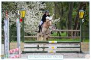 Cheval hongre 6 ans 1m58 polyvalent 