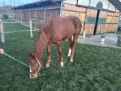 Caballo castrado Silla Franc&eacute;s En venta 2023 Alaz&aacute;n por MYLORD CARTHAGO