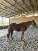 Caballo castrado Silla Franc&eacute;s En venta 2023 Alaz&aacute;n por MYLORD CARTHAGO