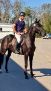 Hongre 3 ans GLASGOW W VH MERELSNEST X Elan de la Cour 