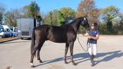 Hongre 3 ans GLASGOW W VH MERELSNEST X Elan de la Cour 