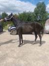 Love me du mont joly