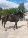 Love me du mont joly