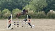 Hongre de 5ans 162&rsquo; par Chacco White x Questions