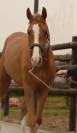 Hongre de 5ans 162&rsquo; par Chacco White x Questions