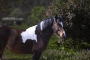Cavalla pezzata di 4 anni