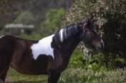 Cavalla pezzata di 4 anni