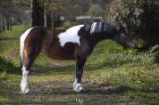 Cavalla pezzata di 4 anni