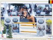 SBS - Hongre de 7 ans &ndash; 179 cm