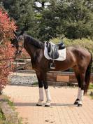 KWPN  castrone 4 anni 