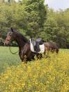 KWPN  castrone 4 anni 