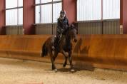 Jeune jument de 4 ans - Direct &eacute;leveur