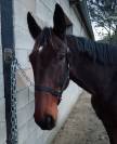 Trotteur fran&ccedil;ais &agrave; vendre