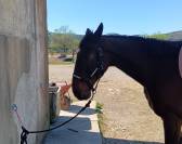 Trotteur fran&ccedil;ais &agrave; vendre