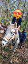 Jument ONC espagnol