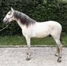 Magnifique entier PRE 4 ans 