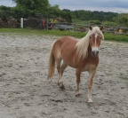 jument haflinger 5 ans non debourr&eacute;e