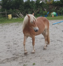 jument haflinger 5 ans non debourr&eacute;e