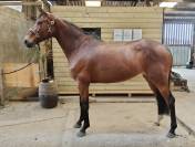 Jument de 7 ans par Candy de Nantuel