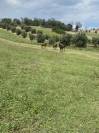 Pensione Base - Azienda Agricola Barbazallo  - Sant&rsquo;Elpidio a Mare