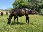 Pensione Base - Azienda Agricola Barbazallo  - Sant&rsquo;Elpidio a Mare