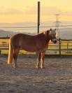 Ponette haflinger