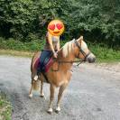 Ponette haflinger