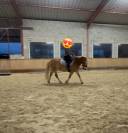 Ponette haflinger
