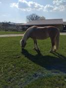 Ponette haflinger