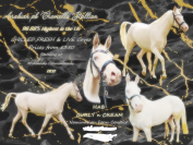 Arabian pb Cremello 96.88% Stallion at Stud U.K