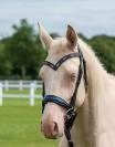 Arabian pb Cremello 96.88% Stallion at Stud U.K