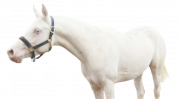Arabian pb Cremello 96.88% Stallion at Stud U.K