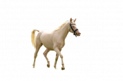 Arabian pb Cremello 96.88% Stallion at Stud U.K