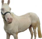 Arabian pb Cremello 96.88% Stallion at Stud U.K