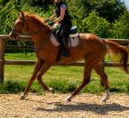 Hongre debourr&eacute; proche de l&rsquo;homme et  attachant 